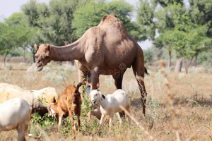 Animal Exports: The Livestock Heritage of SomalilandHealthy. Certified. Export-Ready.